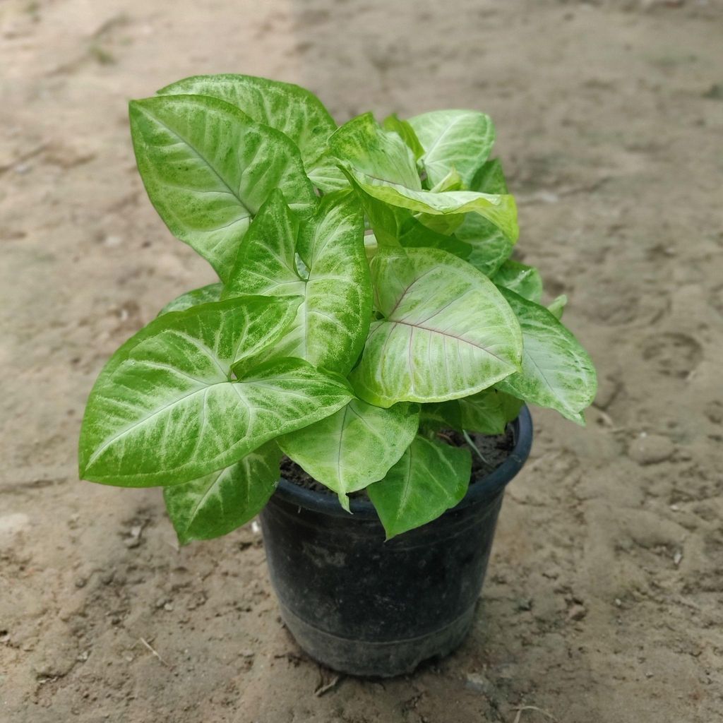 Buy Syngonium Golden in 5 Inch Plastic Pot Online | Urvann.com Syngonium Golden in 5 Inch Nursery Pot