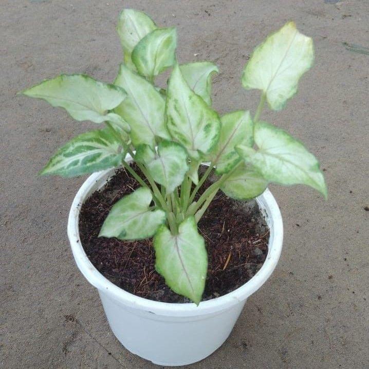Syngonium Yammi in 4 Inch White Nursery Pot