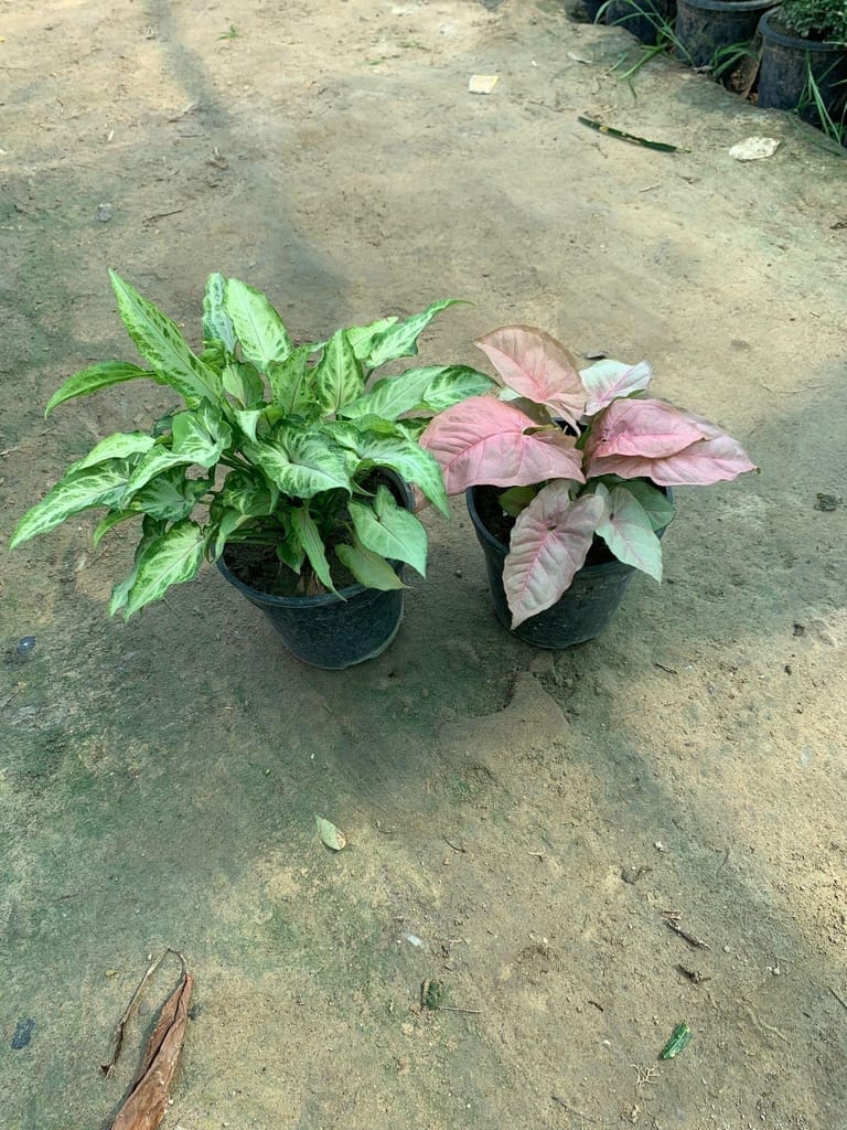 Set of 2 Syngoniums in 5 Inch Nursery Pot