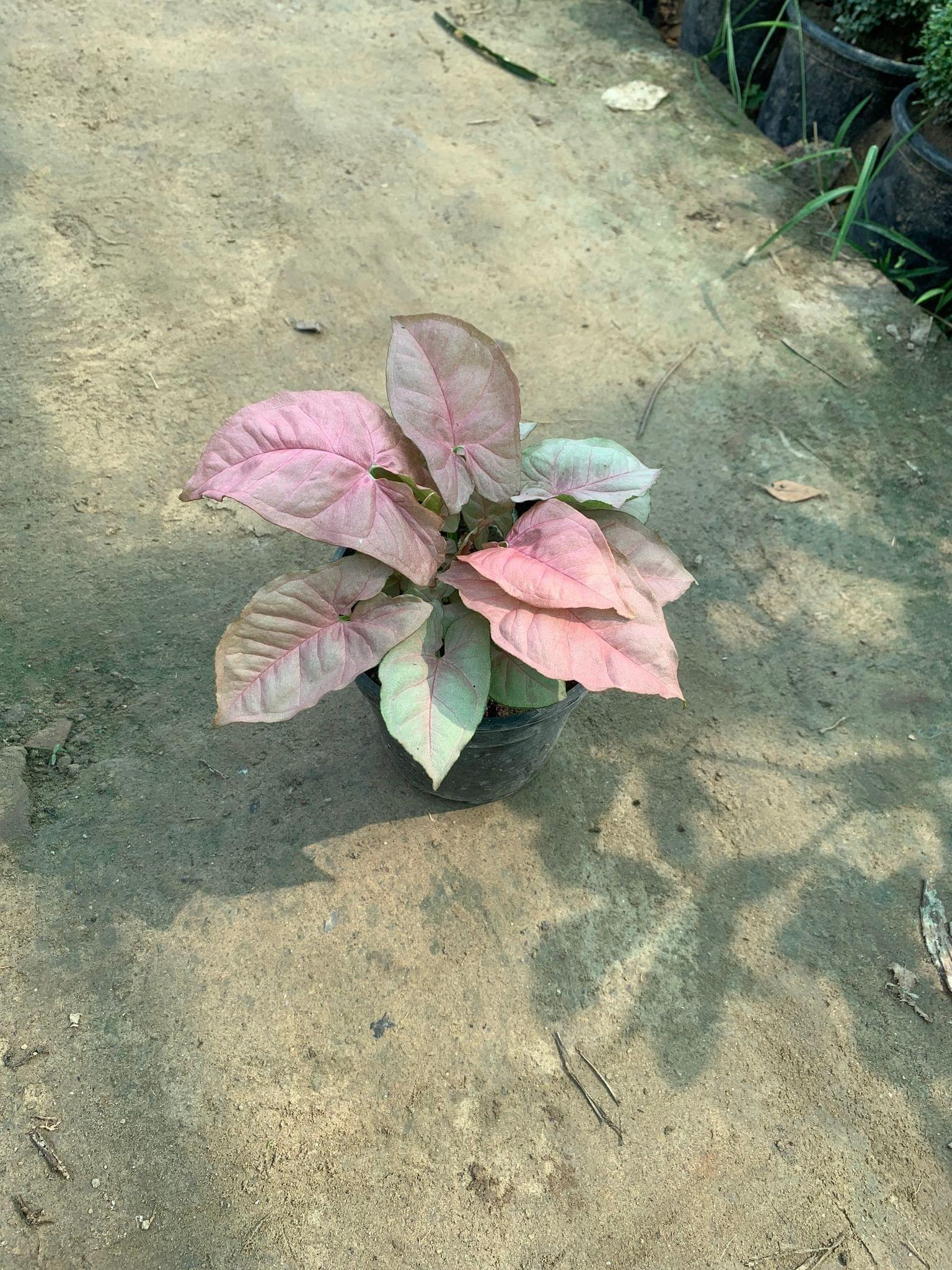 Syngonium Pink in 3 Inch Nursery Pot