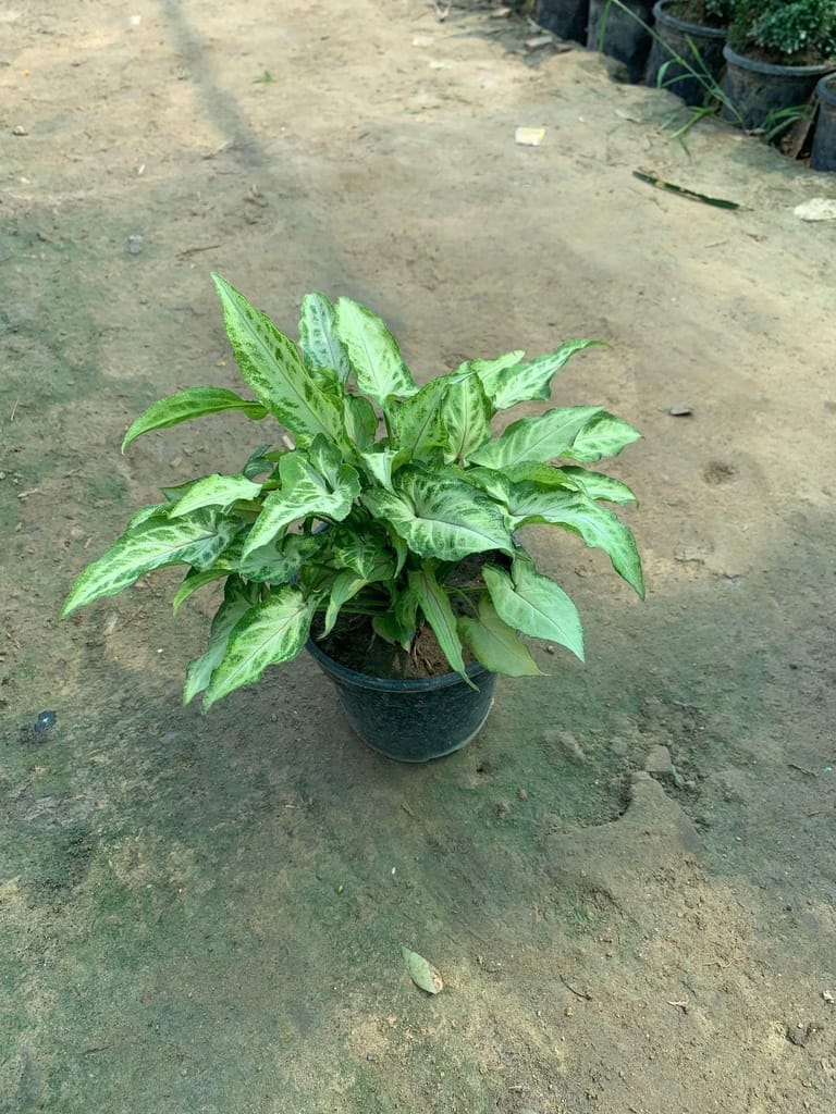 Buy Syngonium Yammi in 5 Inch Plastic Pot Online | Urvann.com Syngonium Yammi in 5 Inch Nursery Pot