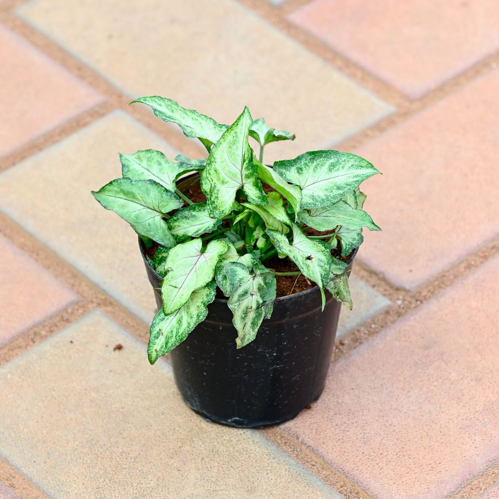 Syngonium Small Leaf in 4 Inch Nursery Pot Syngonium Small Leaf in 4 Inch Nursery Pot