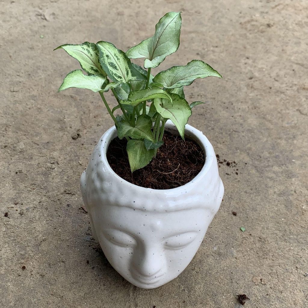 Buy Syngonium Yammi in 4 Inch Ceramic Buddha Planter Online | Urvann.com Syngonium Yammi in 4 Inch Ceramic Buddha Planter