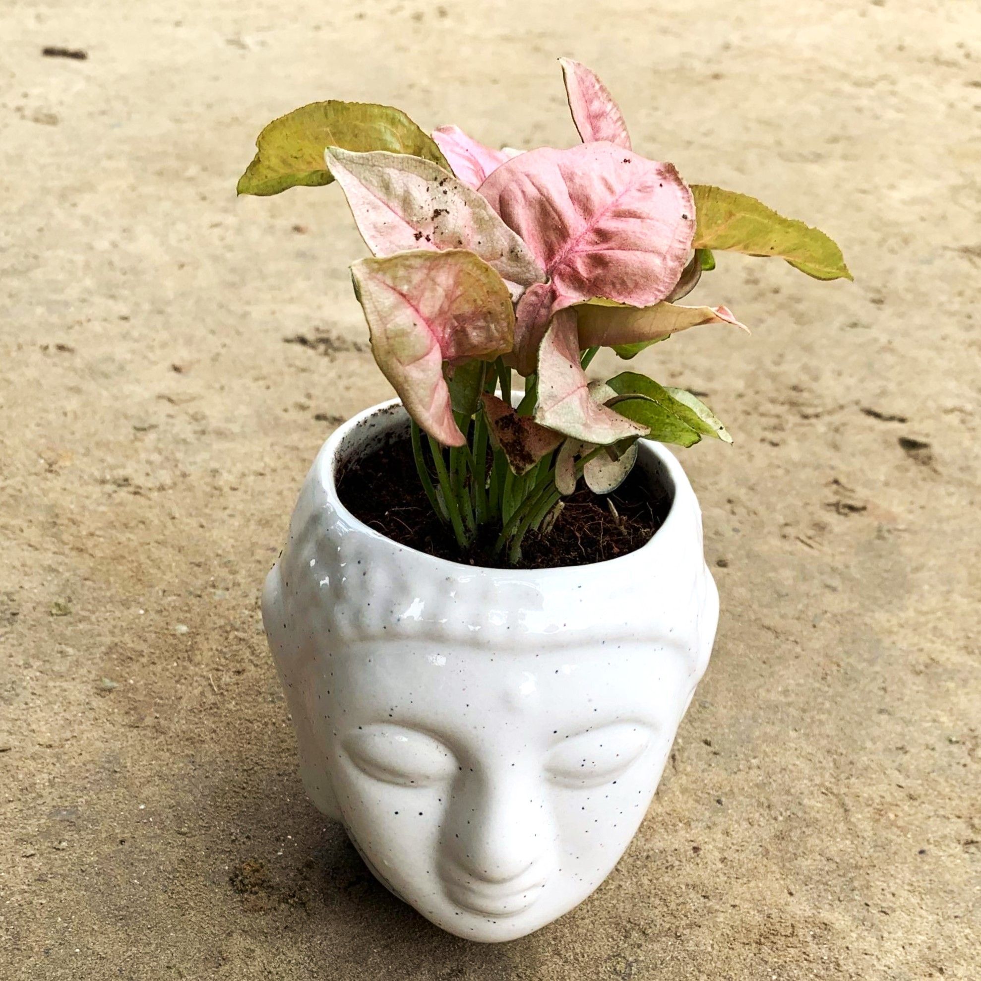 Syngonium Pink in 4 Inch Ceramic Buddha Planter