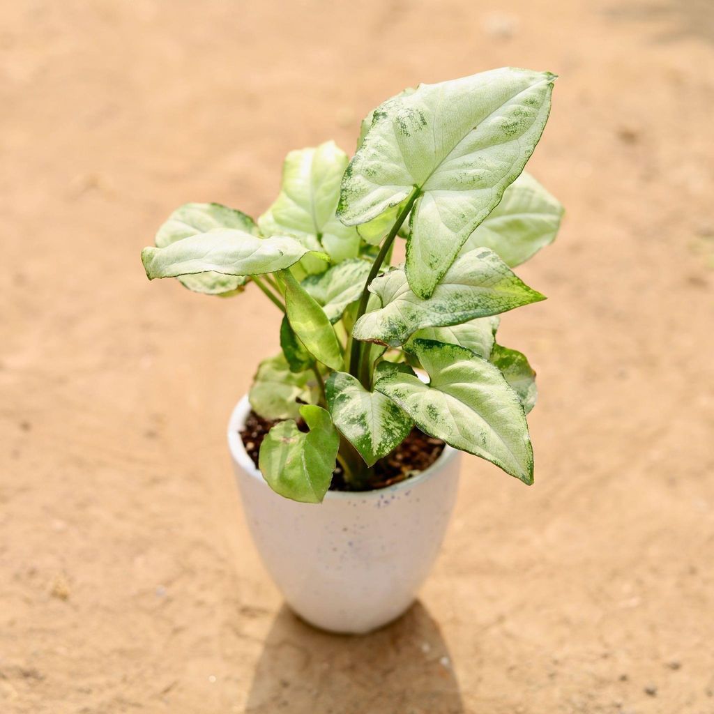 Syngonium White in 4 Inch White Ceramic Pot (any design)