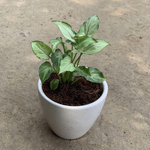 Syngonium Yammi in 4 Inch Live Fresh Plant Round White Ceramic Pot in Sector 39