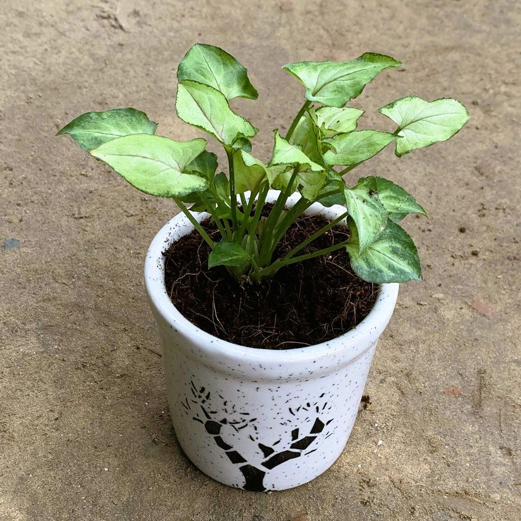 Buy Syngonium Yammi in 4 Inch Tree Print White Glass Ceramic Pot Online | Urvann.com Syngonium Yammi in 4 Inch White Glass Ceramic Pot (any design)