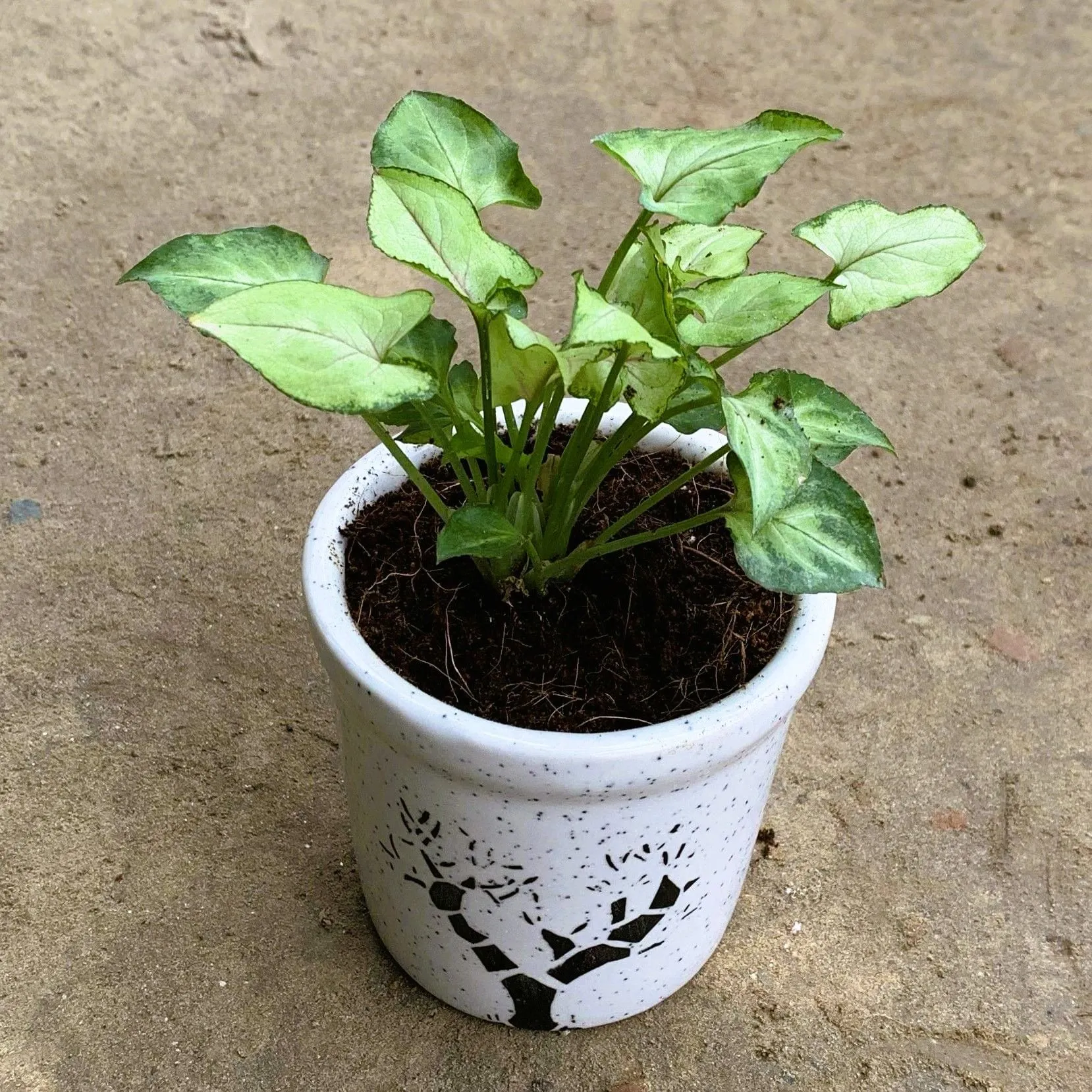 Syngonium Yammi in 4 Inch White Glass Ceramic Pot (any design)