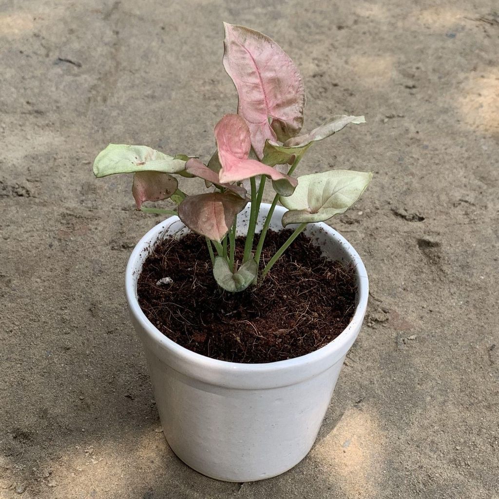Syngonium Pink in 4 Inch Plain White Glass Ceramic Pot