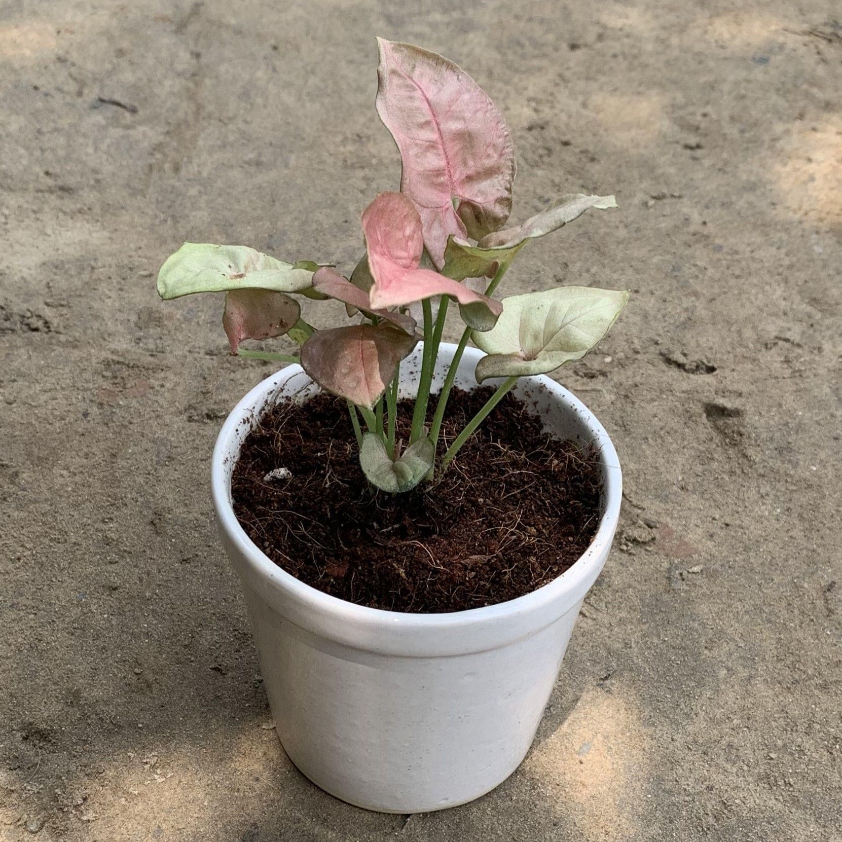 Syngonium Pink in 4 Inch Plain White Glass Ceramic Pot