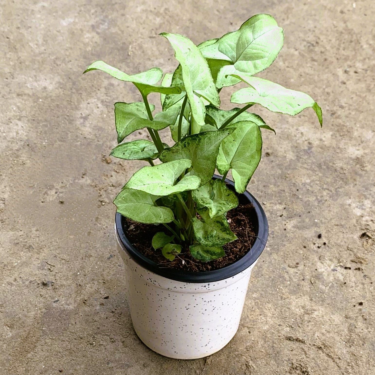 Syngonium White in 4 Inch Glass Shape Ceramic pot
