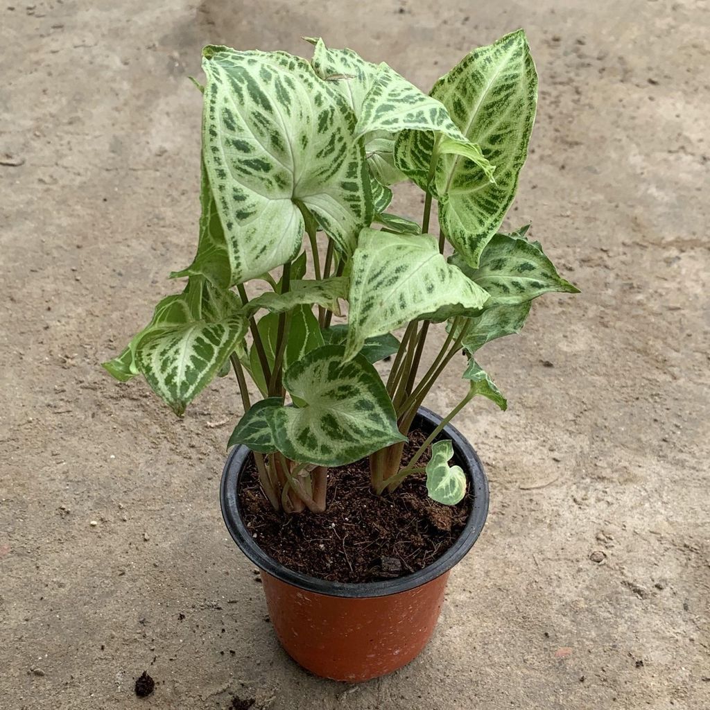 Buy Syngonium Light Green in 4 Inch Plastic Pot Online | Urvann.com Syngonium Light Green in 4 Inch Nursery Pot