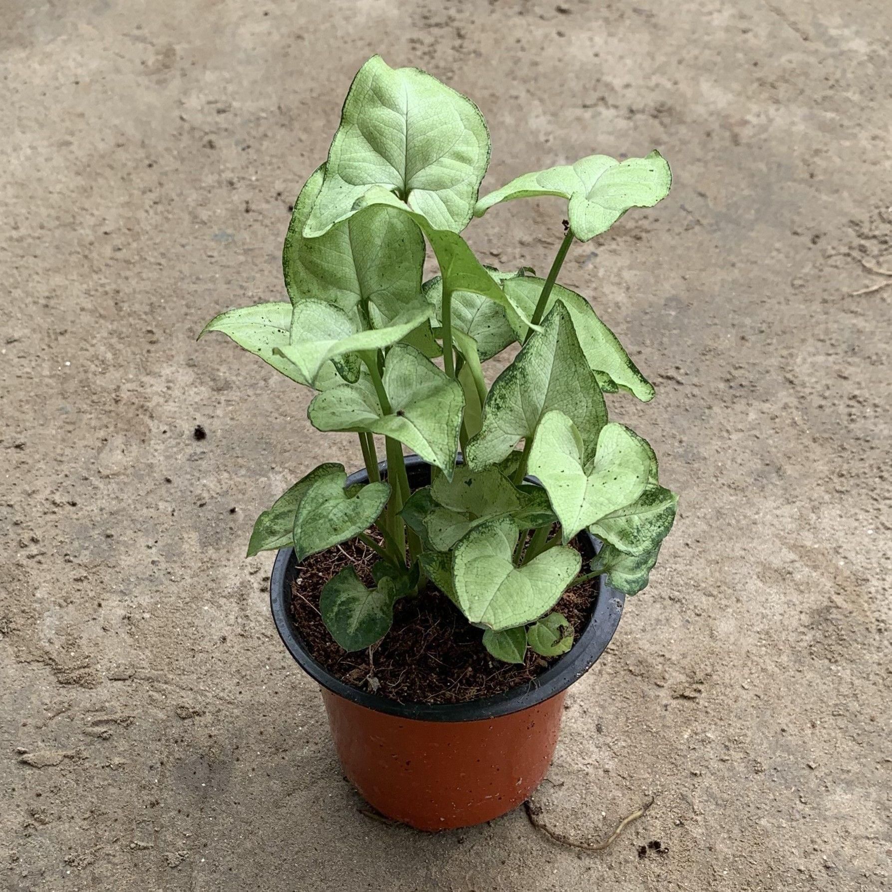 Syngonium White in 4 Inch Nursery Pot