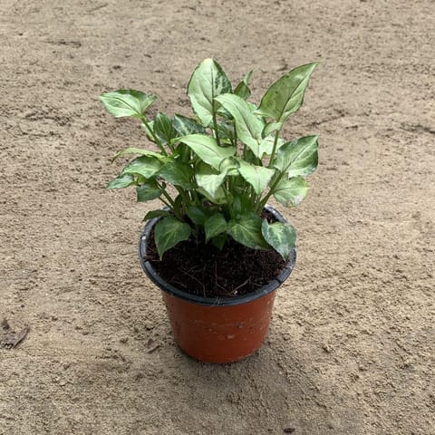 Syngonium Yammi Dwarf in 3.5 Inch Nursery Pot