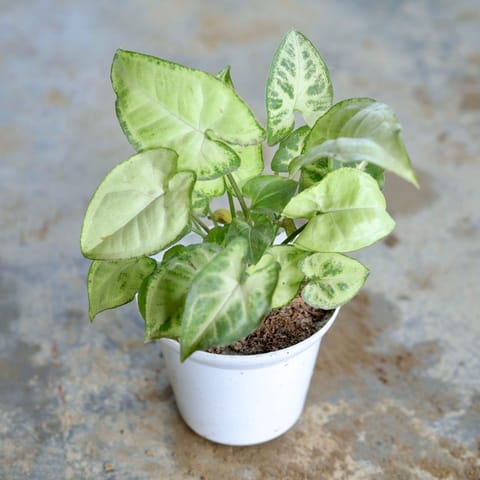 Syngonium Butterfly White in 4 Inch White Nursery Pot