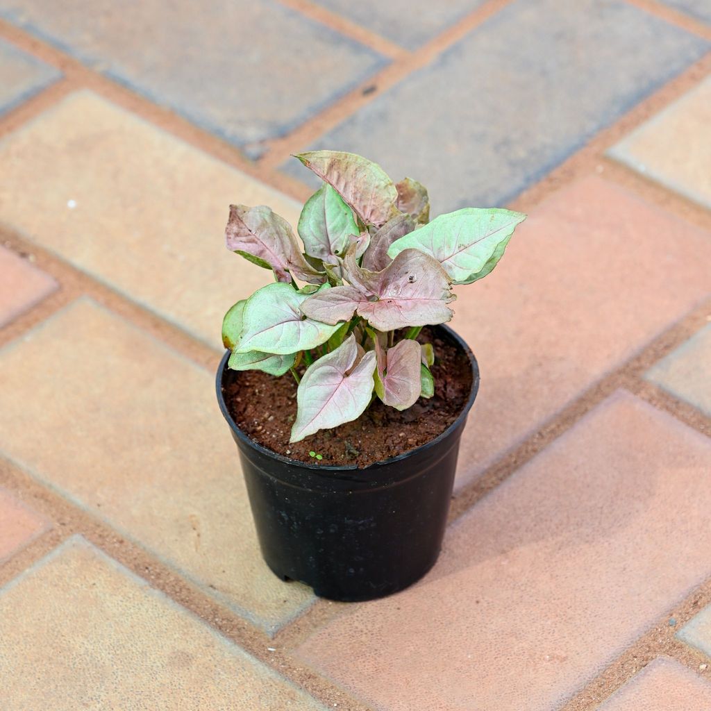 Syngonium Pink in 4 Inch Nursery Pot Syngonium Pink in 4 Inch Nursery Pot