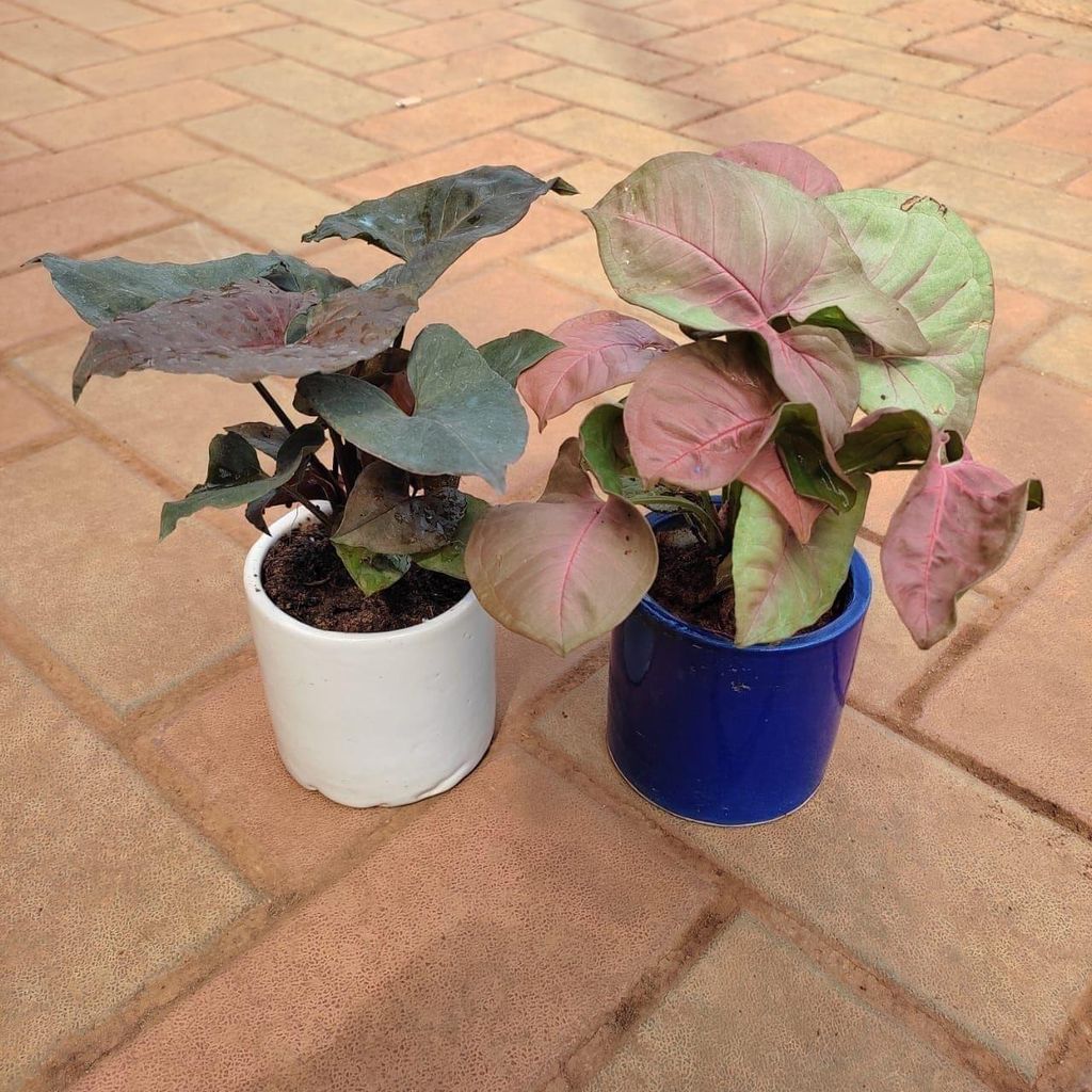 Buy Set of 2 - Syngoniums Large leaves (Pink & Black ) in 4 Inch Classy Cup Ceramic Pot (any colour) Online | Urvann.com Set of 2 - Syngoniums Large leaves (Pink & Black ) in 4 Inch Classy Cup Ceramic Pot (any colour)