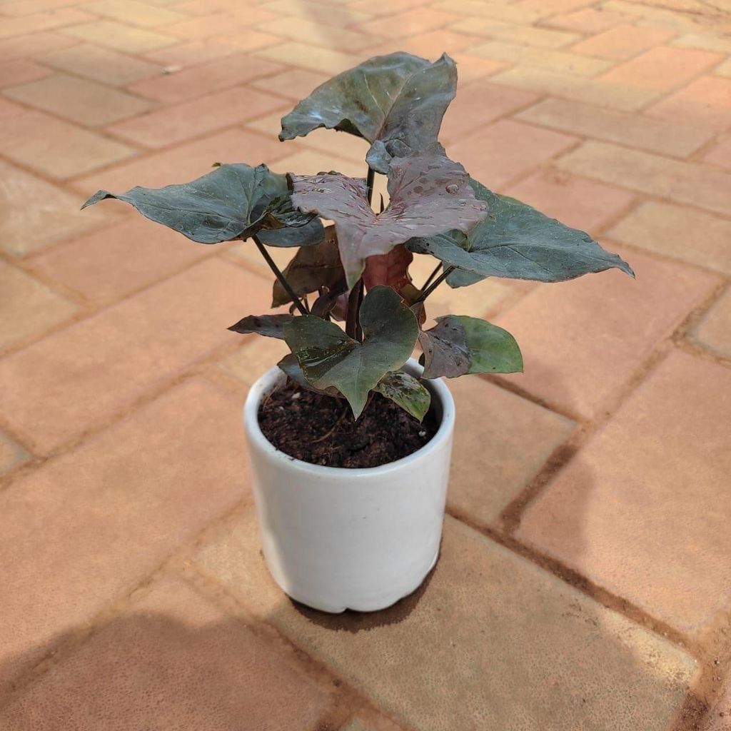 Buy Syngonium Black in 4 Inch Classy Cup Ceramic Pot (any colour) Online | Urvann.com Syngonium Black in 4 Inch Classy Cup Ceramic Pot (any colour)