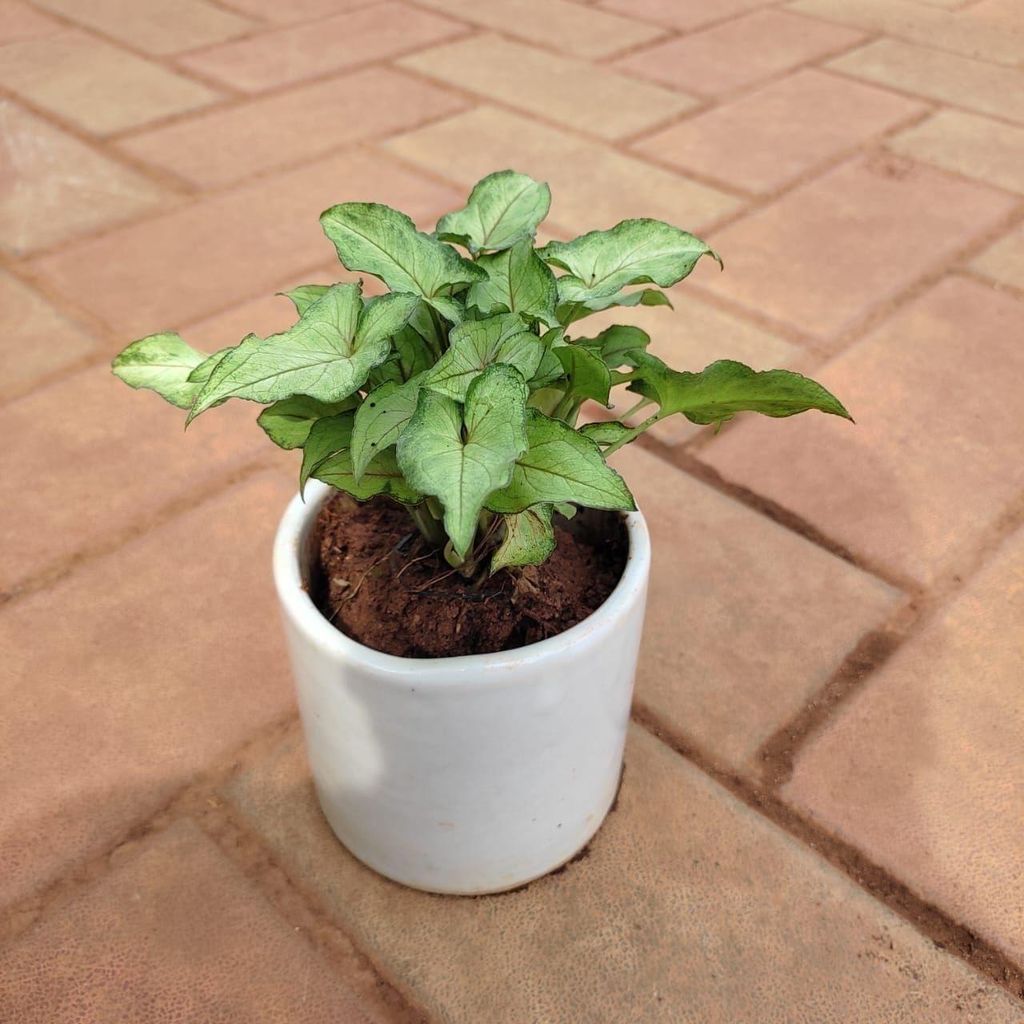 Buy Syngonium Green Small Leaves in 4 Inch Classy Cup Ceramic Pot (any colour) Online | Urvann.com Syngonium Green Small Leaves in 4 Inch Classy Cup Ceramic Pot (any colour)