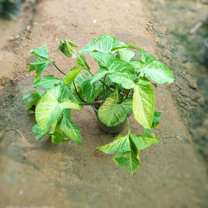 Buy Desi Syngonium in 6 Inch Plastic Pot Online | Urvann.com