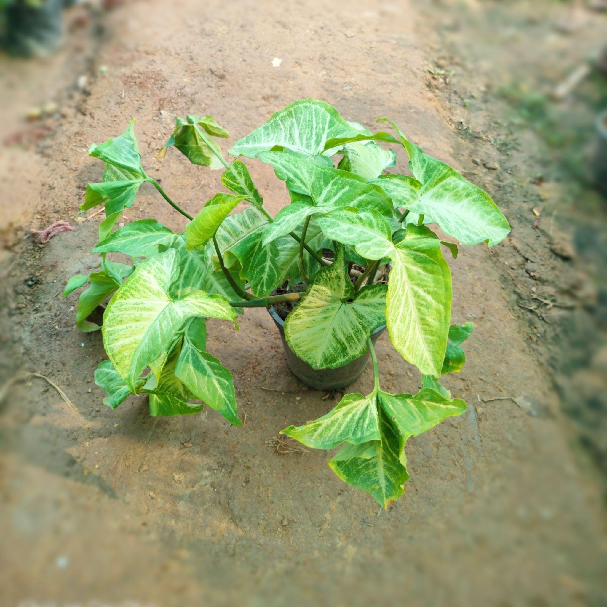 Desi Syngonium in 6 Inch Nursery Pot