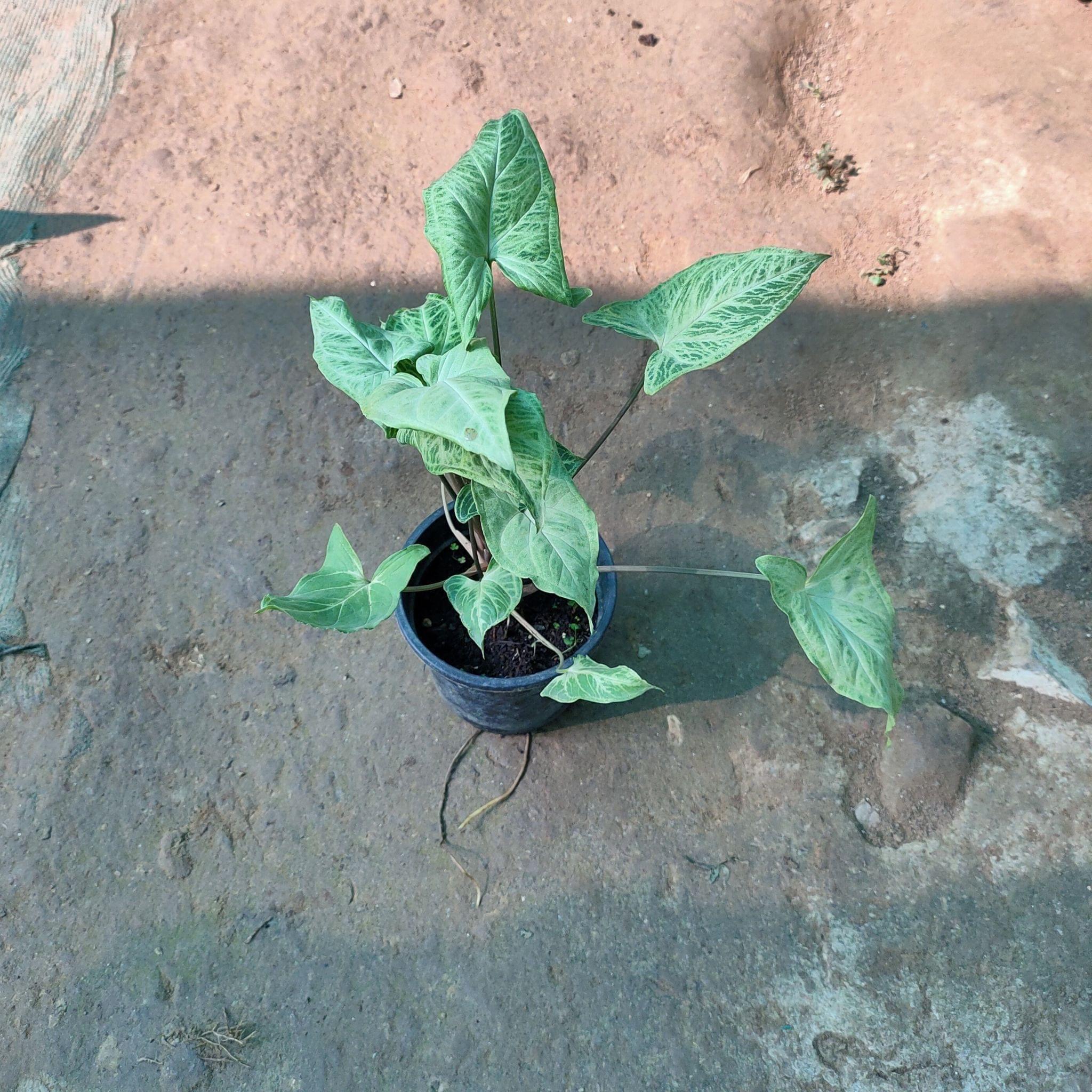 Syngonium White in 4 inch Nursery Pot