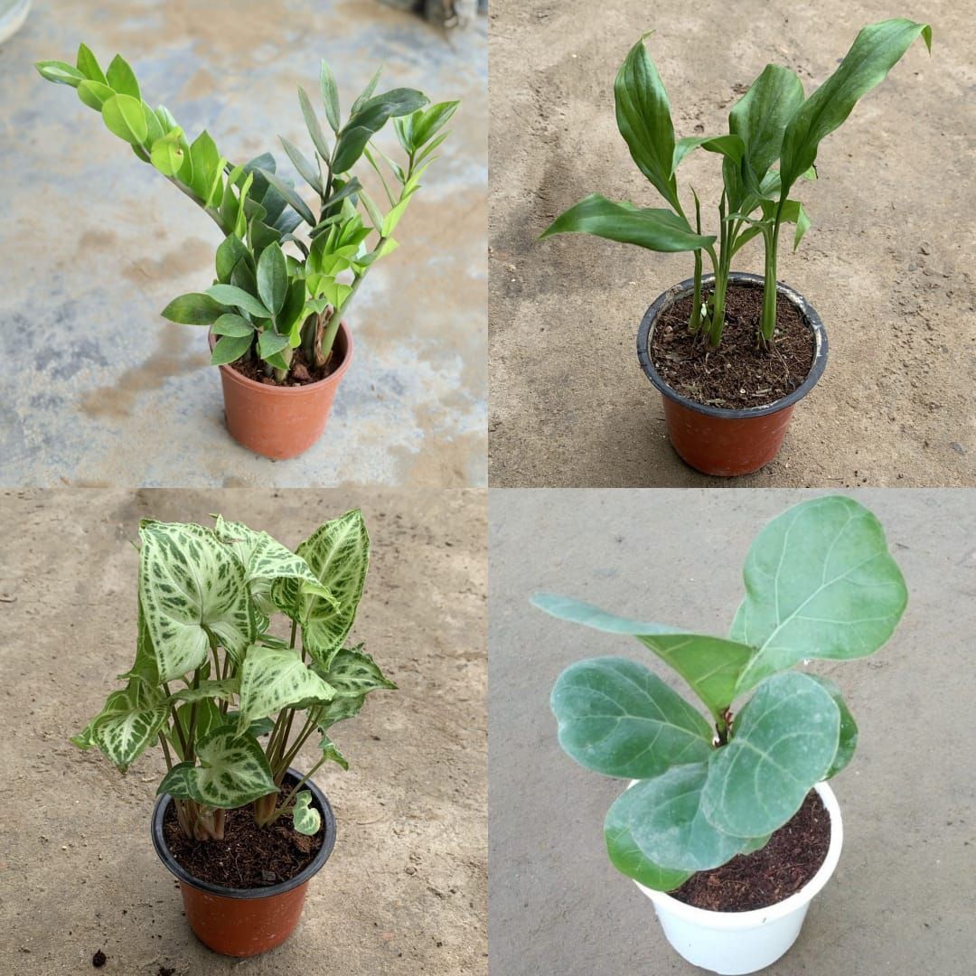 Air Purifying- Low Maintenance Combo - Set of 4 (Green Zz , Peace Lily, Syngonium Green White & Fiddle Leaf) in 4 Inch Nursery Pot