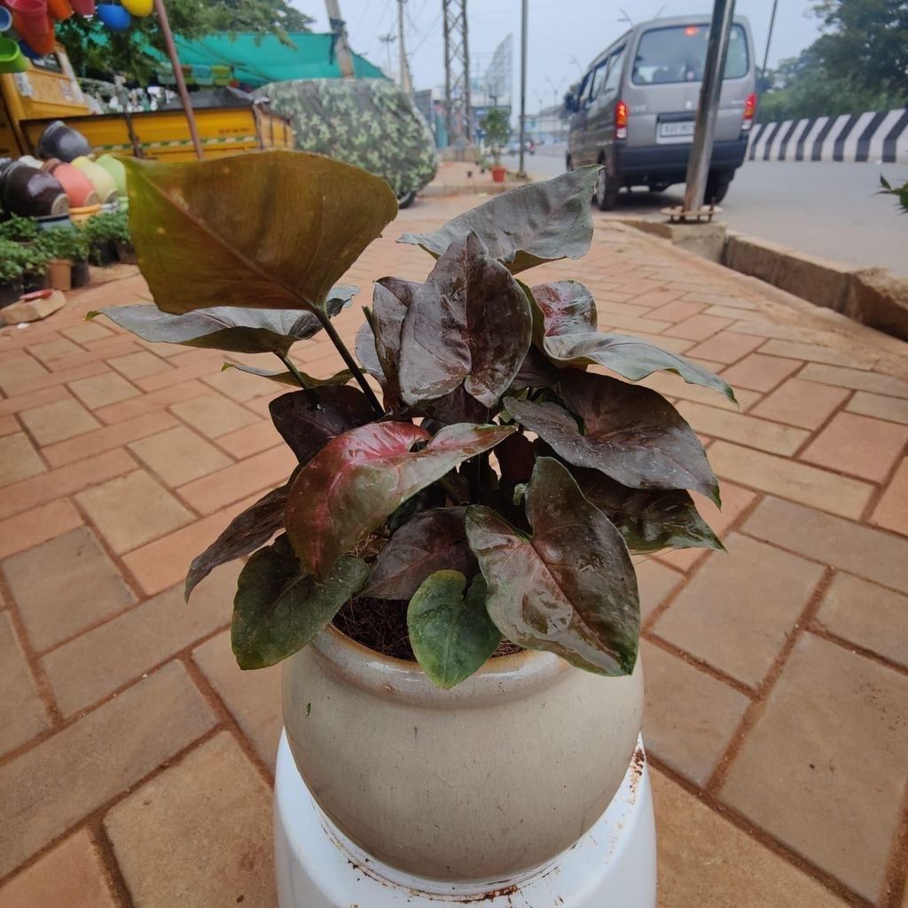 Buy Syngonium Black in 6 Inch Cr?me Classy Handi Ceramic Pot Online | Urvann.com Syngonium Black in 6 Inch Creme Classy Handi Ceramic Pot