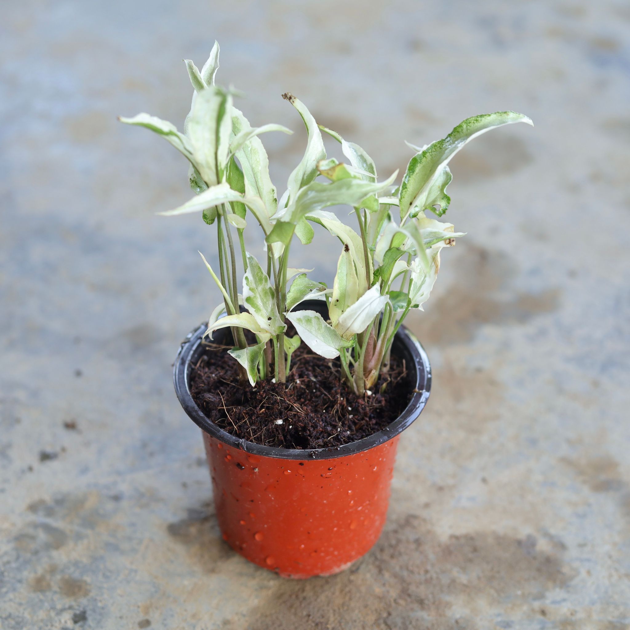 Syngonium Long Leaf Variegated in 4 Inch Nursery Pot