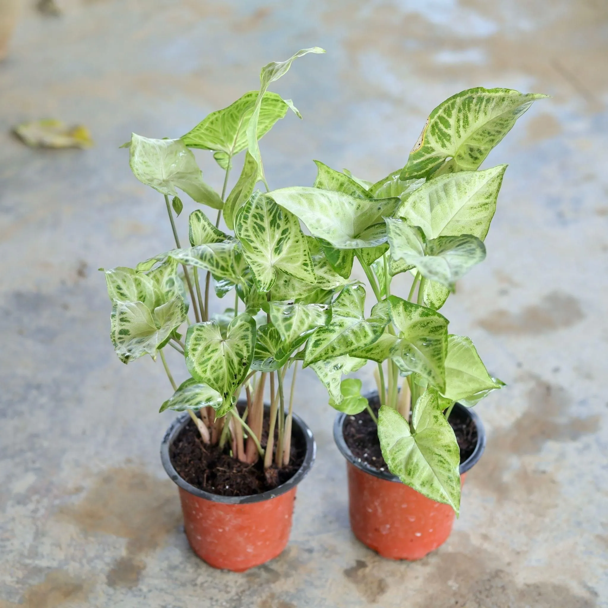 Set of 2 - Syngonium (Light Green, Butterfly) in 4 Inch Nursery Pot