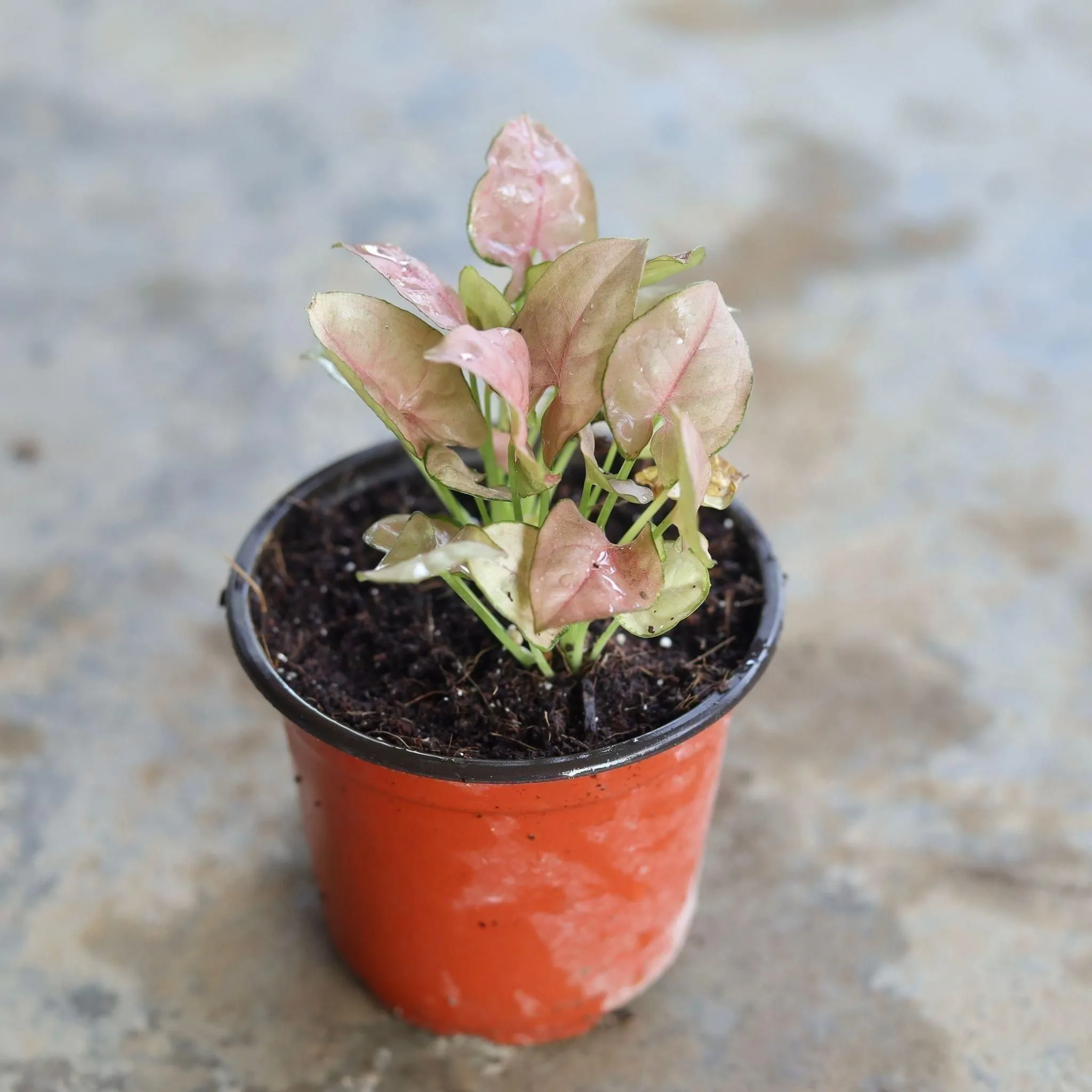 Syngonium Pink in 4 Inch Nursery Pot