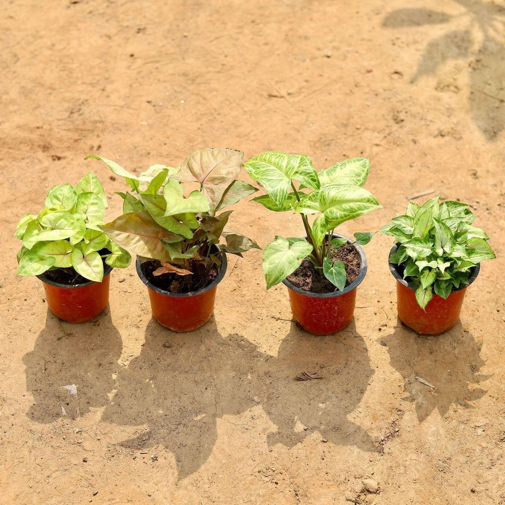 Set of 4 - Syngoniums (Green Big Leaf, Green Small Leaf, Golden & Bronze) in 4 Inch Nursery Pot