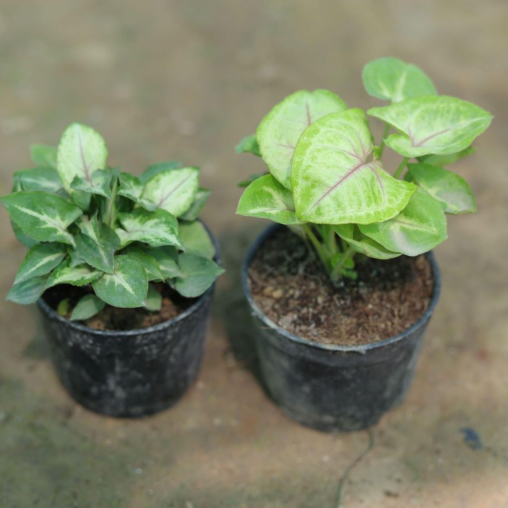 Buy Set of 2 - Syngoniums (Green & Yellow) in 3 Inch Plastic Pot Online | Urvann.com Set of 2 - Syngoniums (Green & Yellow) in 3 Inch Nursery Pot