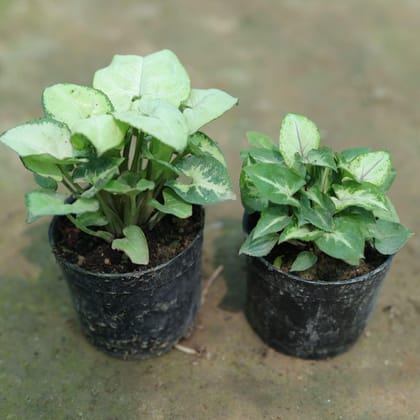 Buy Set of 2 - Syngoniums (White & Green) in 3 Inch Plastic Pot Online | Urvann.com