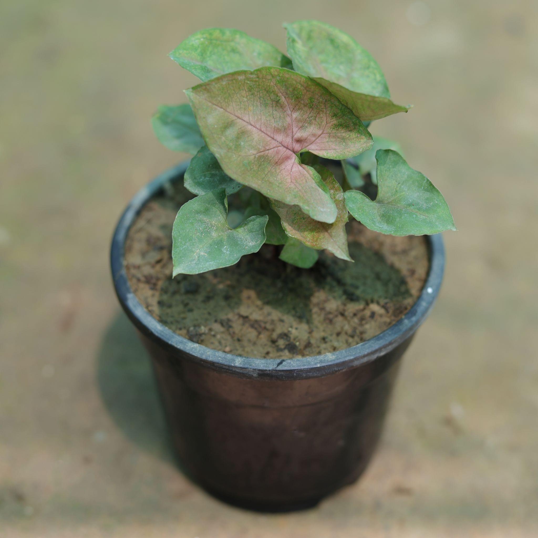 Syngonium Bronze in 3 Inch Nursery Pot