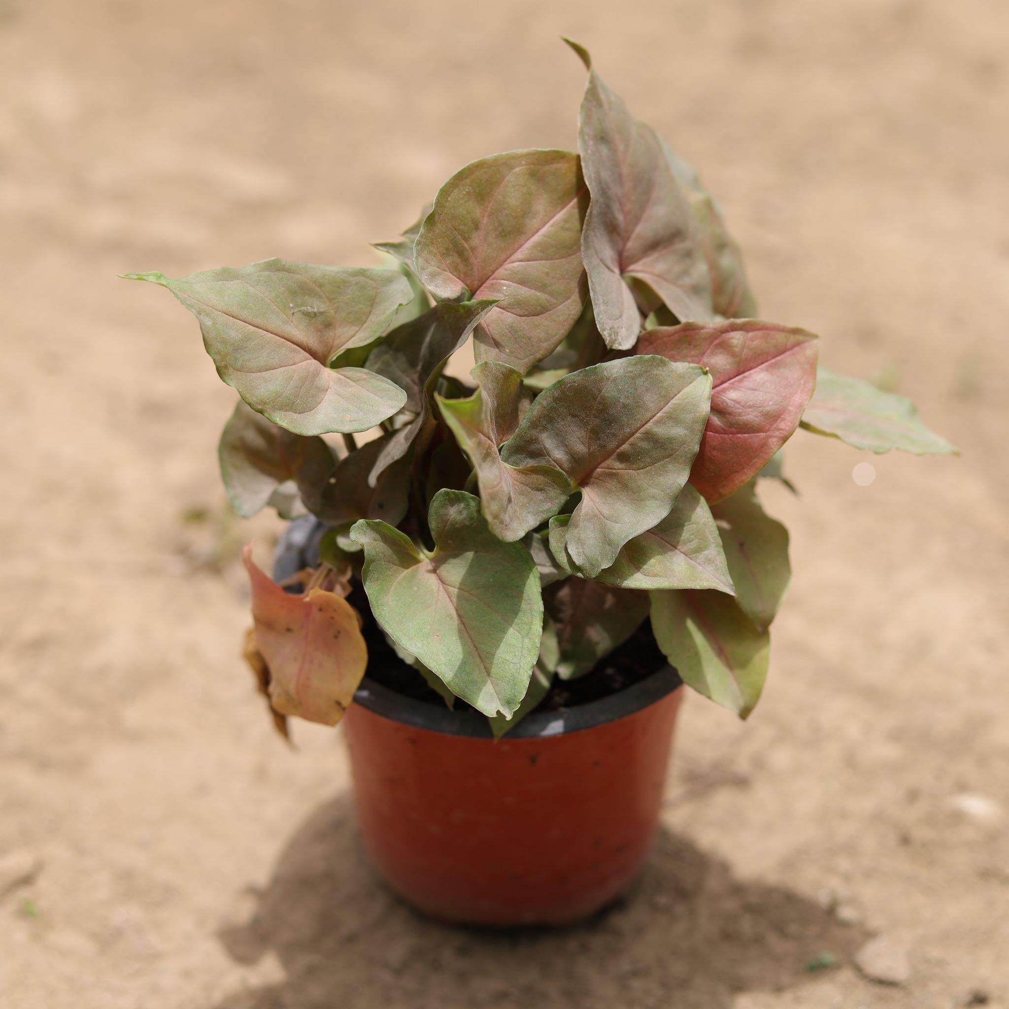 Syngonium Bronze in 4 Inch Nursery Pot