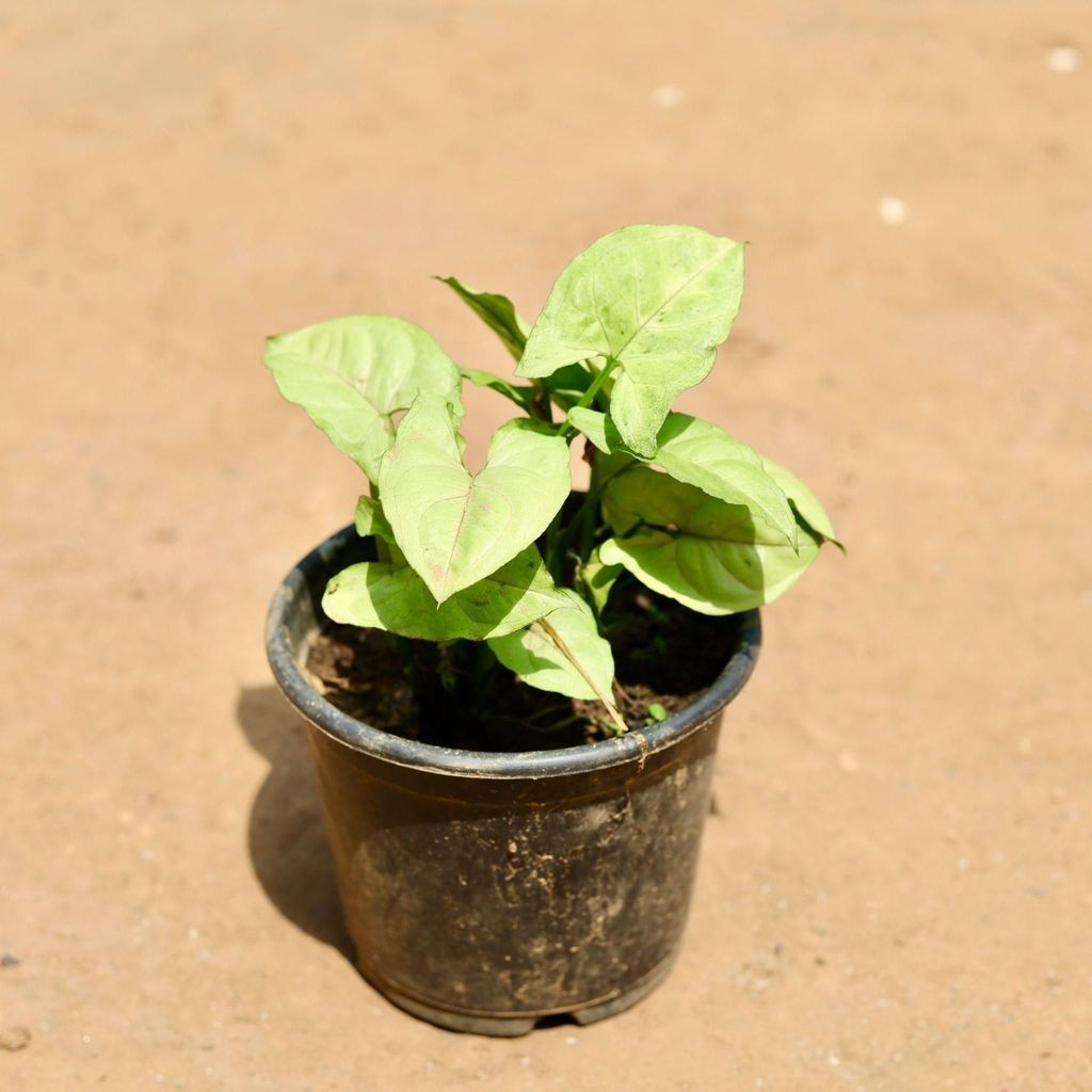 Syngonium White in 5 Inch Nursery Pot