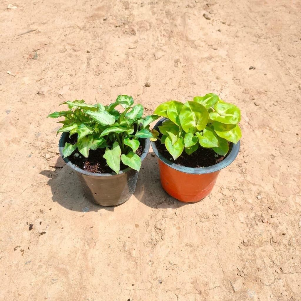 Buy Set Of 2 - Syngonium Small Leaves (Green & Yellow) in 4 Inch Plastic Pot Online | Urvann.com Set Of 2 - Syngonium Small Leaves (Green & Yellow) in 4 Inch Nursery Pot
