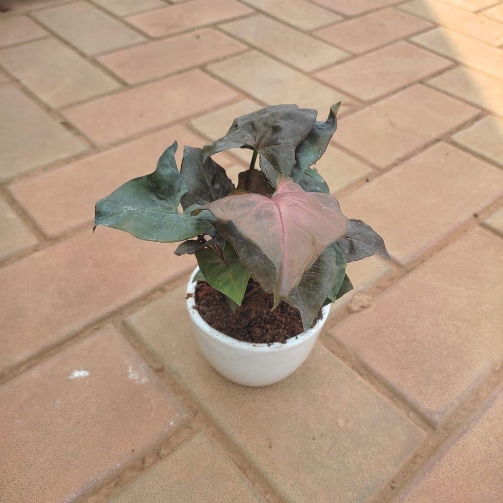 Buy Black Syngonium in 4 Inch White Cylindrical Ceramic Pot Online | Urvann.com Black Syngonium in 4 Inch White Cylindrical Ceramic Pot