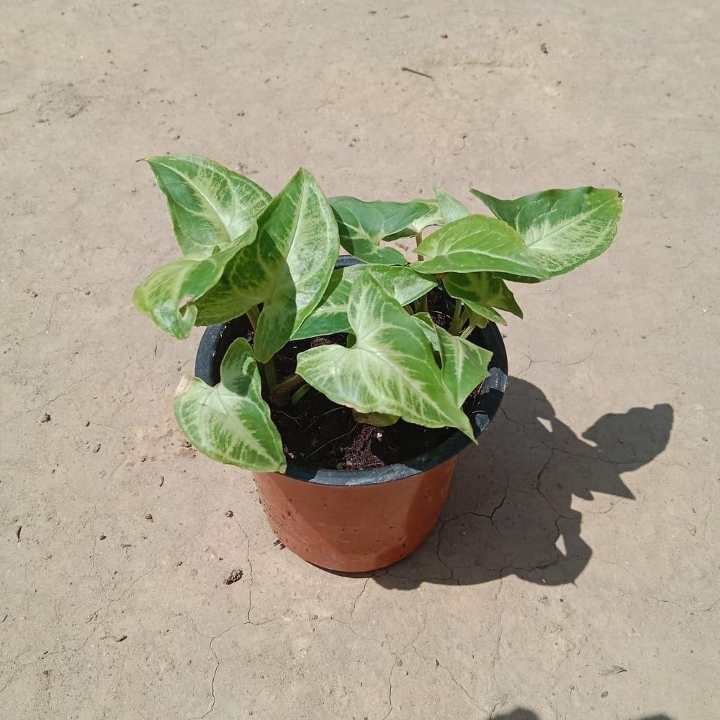 Buy Syngonium Green in 3 Inch Plastic Pot Online | Urvann.com Syngonium Green in 3 Inch Nursery Pot