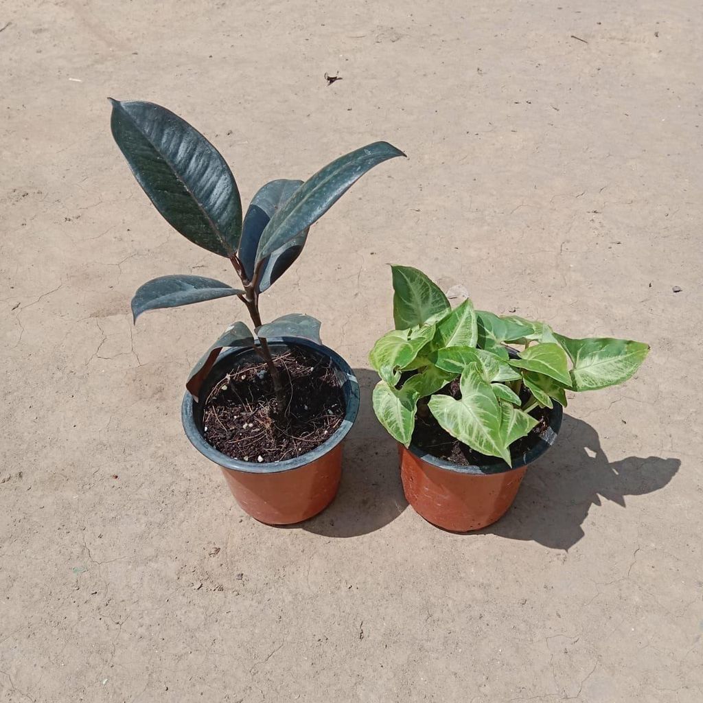 Set of 2 - Rubber Plant & Syngonium in 3 Inch Nursery Pot