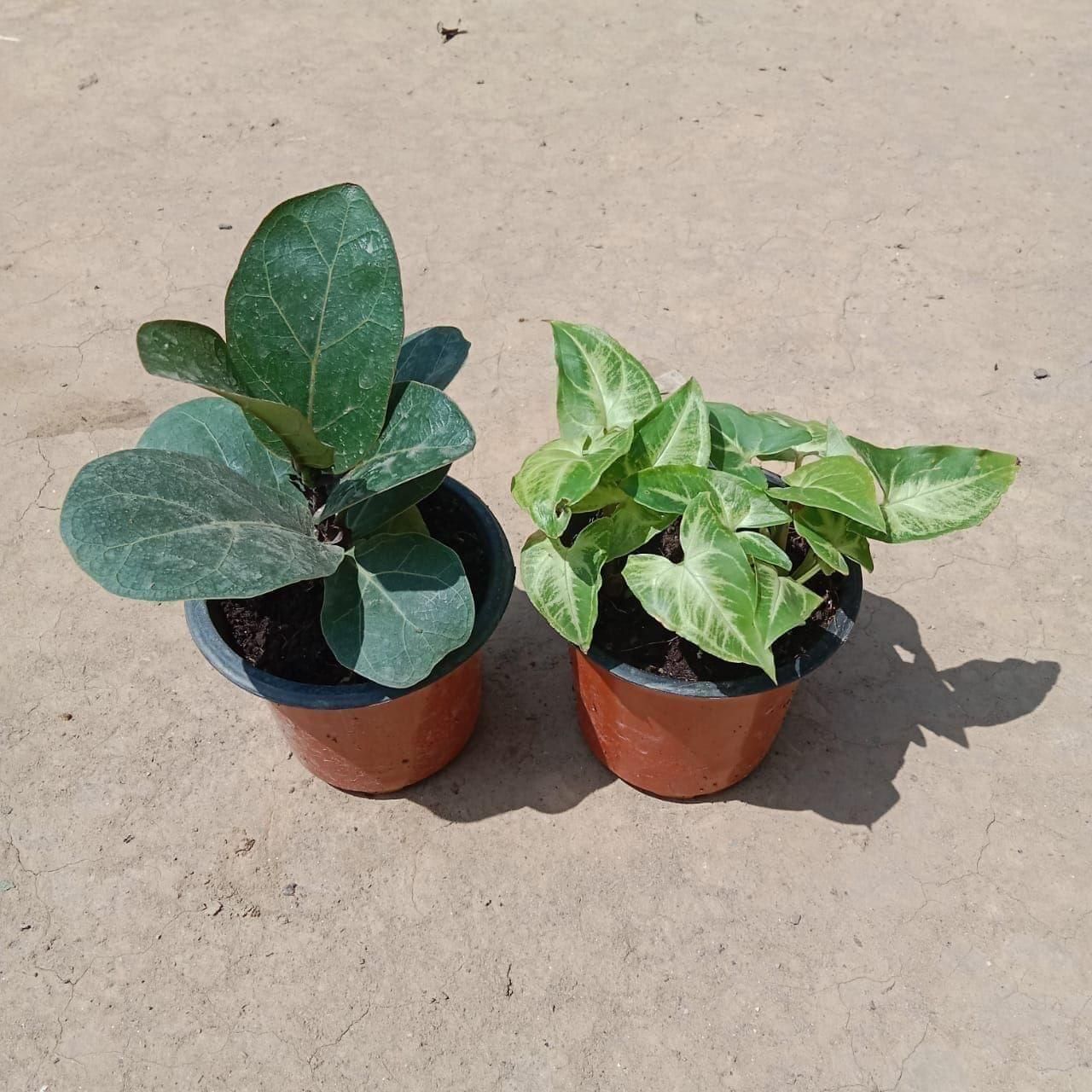Set of 2 - Fiddle Leaf & Syngonium in 3 Inch Nursery Pot