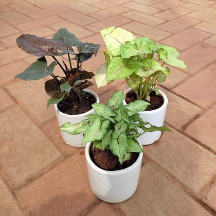 Buy Set of 3 - Syngoniums (Green Small Leaves & Black & Green Large Leaves ) in 4 Inch Classy Cup Ceramic Pot (any colour) Online | Urvann.com