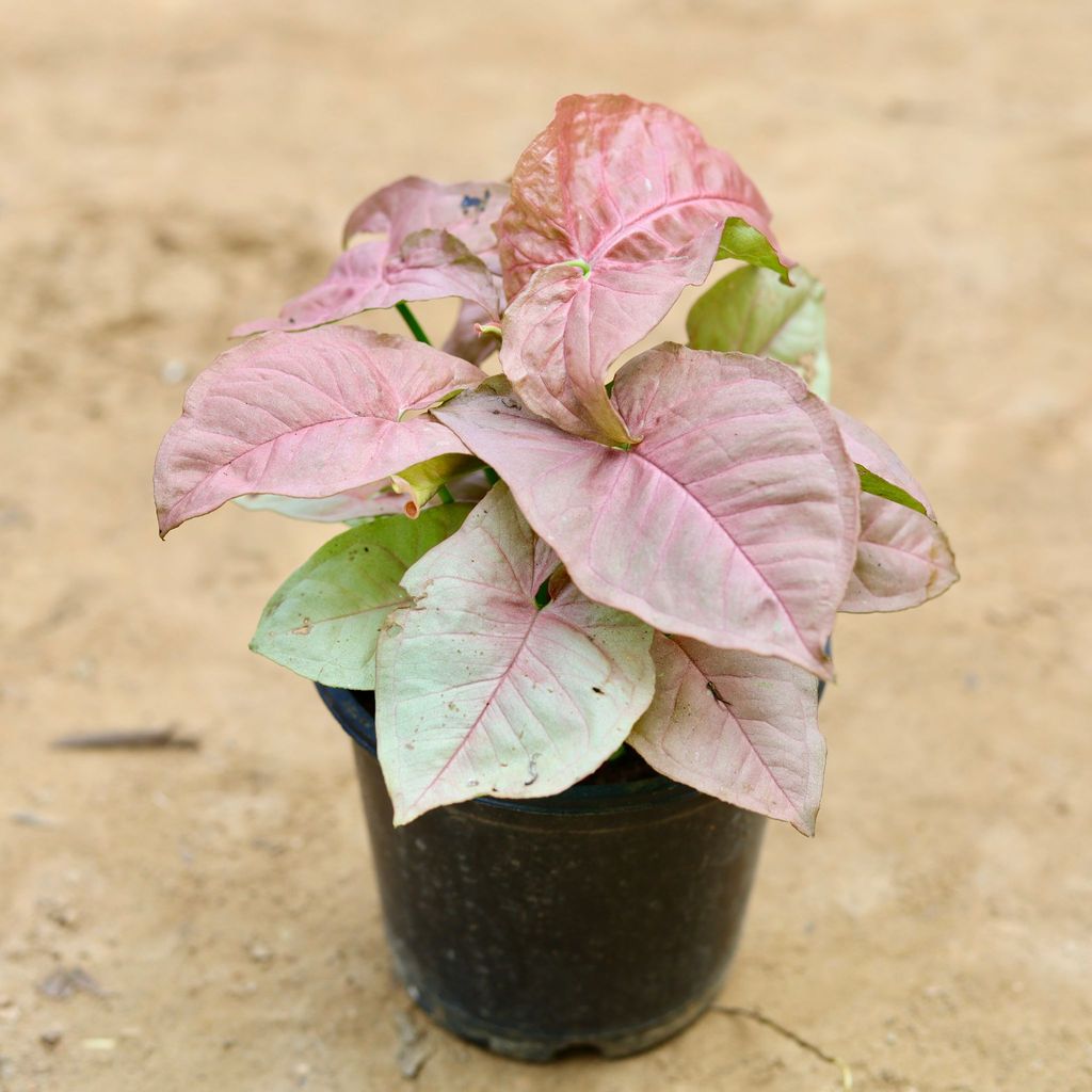 Buy Syngonium Pink in 5 Inch Plastic Pot Online | Urvann.com Syngonium Pink in 5 Inch Nursery Pot