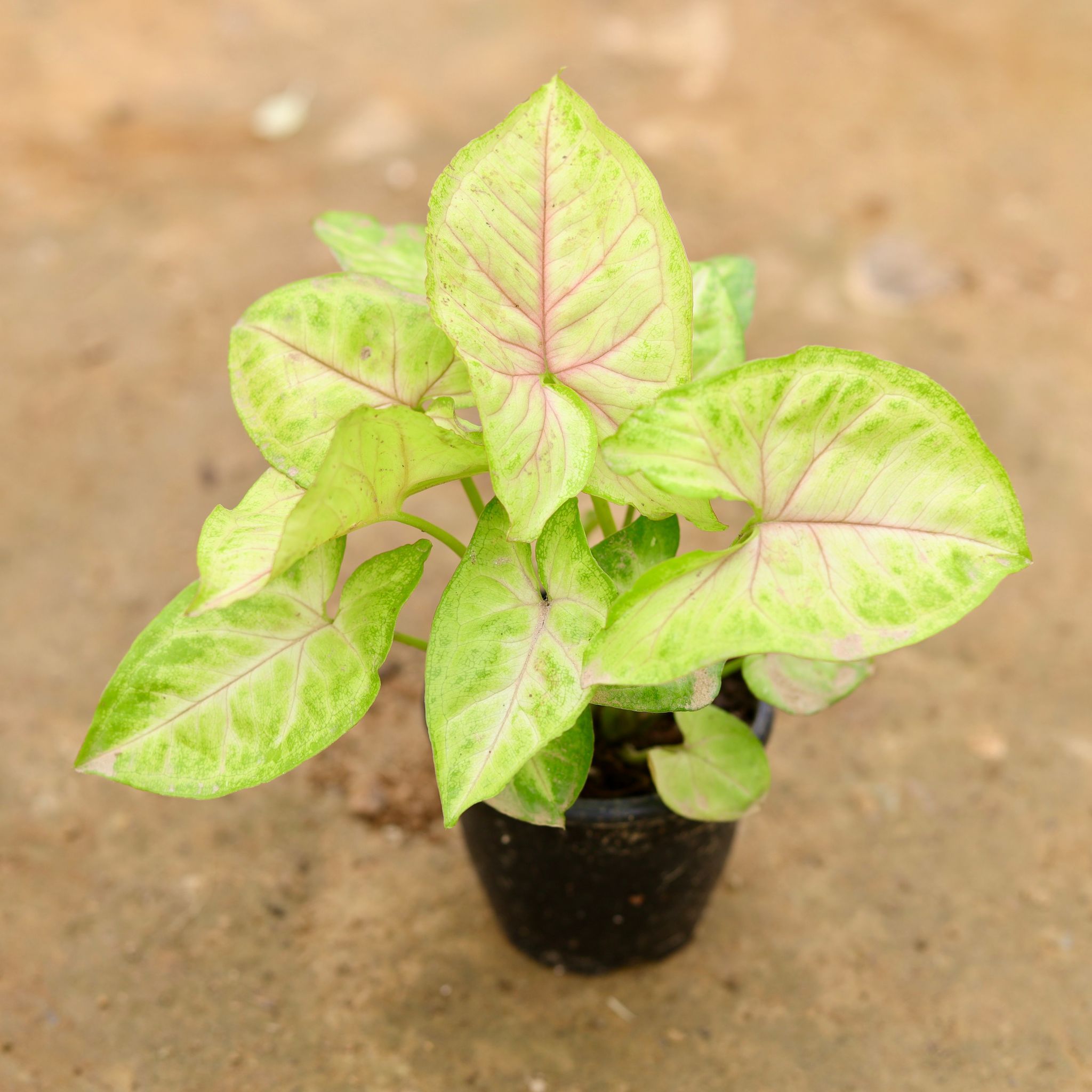 Syngonium Yellow in 4 Inch Nursery Pot