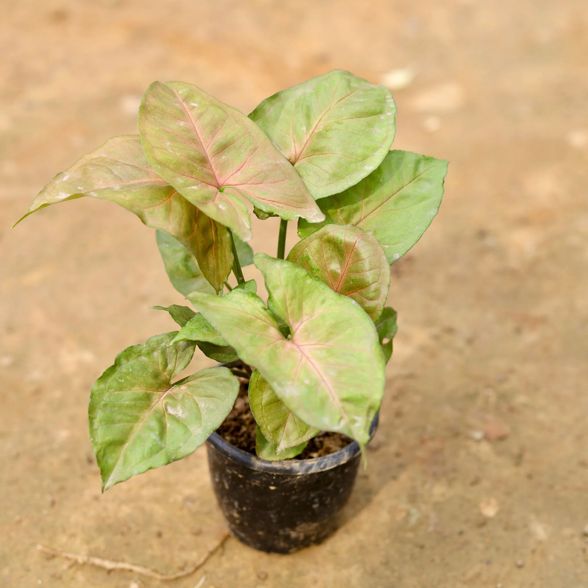 Syngonium Bronze in 4 Inch Nursery Pot