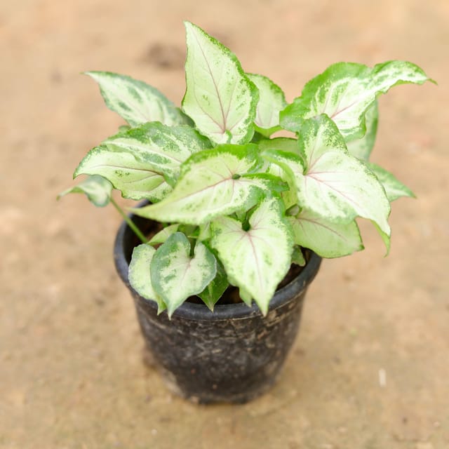 Syngonium White Green in 4 Inch Nursery Pot