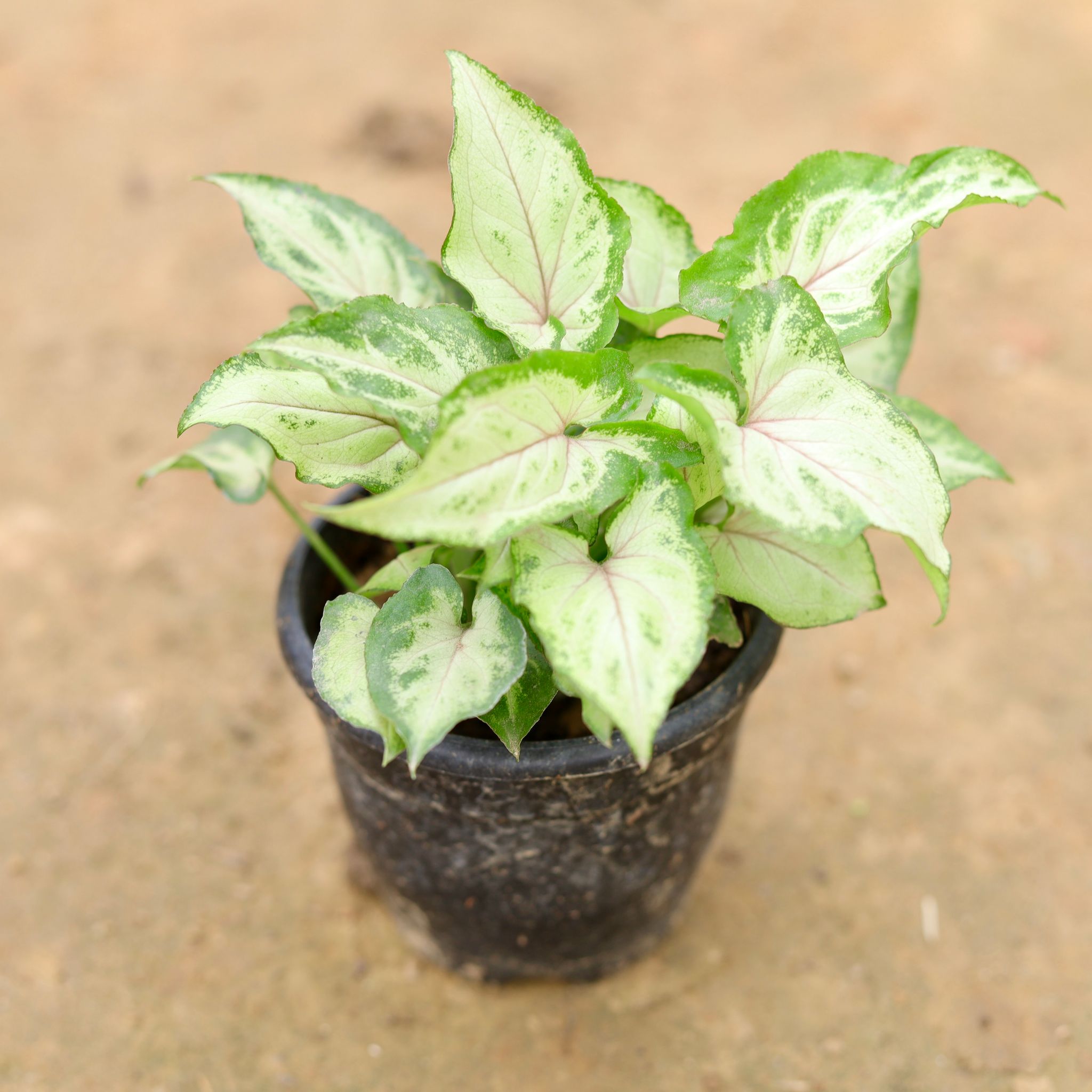 Syngonium White Green in 4 Inch Nursery Pot