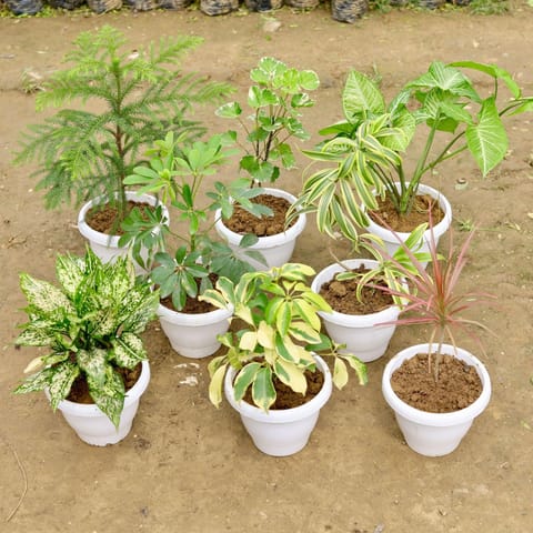Large Indoor Garden Special - Set of 8 - Araucaria / Christmas Tree, Aralia Dinner Plate, Syngonium Green, Schefflera Green, Song Of India, Aglaonema Snow White, Schefflera Variegated & Dracaena Colorama / Marginata Red in 8 Inch White Classy Plastic Pot