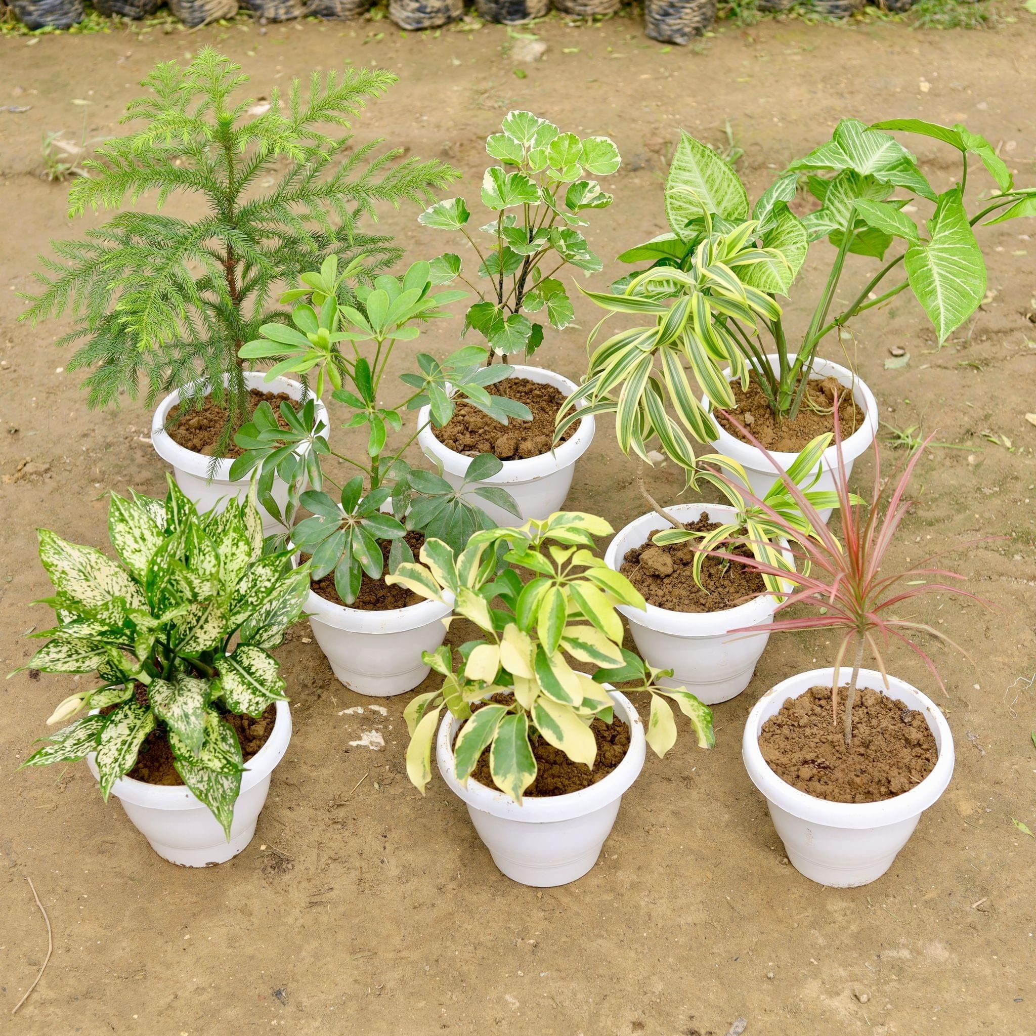 Large Indoor Garden Special - Set of 8 - Araucaria / Christmas Tree, Aralia Dinner Plate, Syngonium Green, Schefflera Green, Song Of India, Aglaonema Snow White, Schefflera Variegated & Dracaena Colorama / Marginata Red in 8 Inch White Classy Plastic Pot